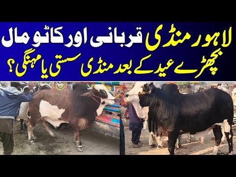 Latest Lahore Shahpur Kanjra Cow Mandi Updates ❤️‍🔥| Qurbani 2026 💥| Universal Topics