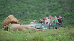 Kariega is uniquely positioned to offer amazing experiences with safari and beach activities. River Lodge in particular allows for beach access by boat, whereas a short drive from your lodge will also get you to the beautiful local beaches. So if you can't decide between the bush or beach why not choose both! #beach #bush #safari #ocean #river #accomadation #kariegagamereserve | Kariega Game Reserve