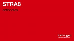 STRA8 antibodies from Thermo Fisher Scientific