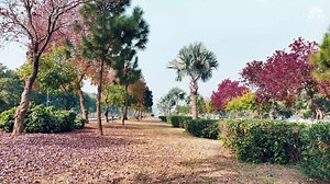 As the golden hues of autumn blanket the NUST campus, nature paints a stunning masterpiece. #GoldenHuesAtNUST #AutumnVibes #NUSTCampus | NUST