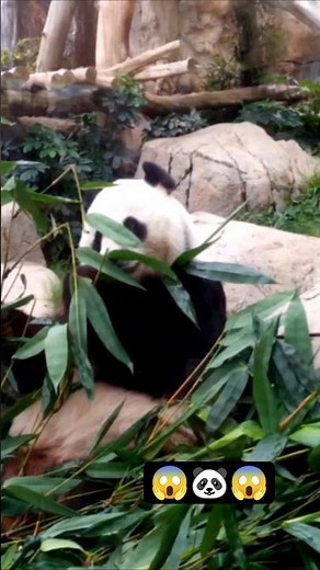 Biggest Panda on Earth 🐼🫣 #panda #animals #shorts #subscribe