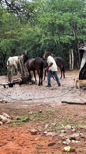 SEU ZEZÃO O VAQUEIRO DE 76 ANOS QUE AINDA CORRE BOI NO MATO!CUIDANDO DE SEUS CAVALOS#vaqueiro #cavalo #pegadeboinomato #fyp #tiktok