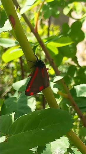 CINNABAR MOTH (COLOURFUL DAY-FLYING SPECIES!)