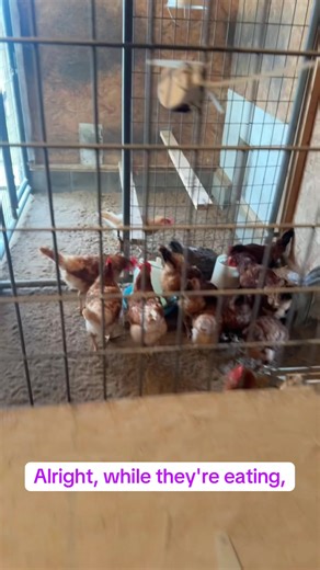 11/24/25 part2 Morning with the chickadees and poop bucket Chronicles #fyppppppppppppppppppppppp #poopbucketChronicles #eggcollecting #homesteading #chickensoftiktok