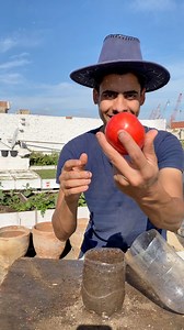 388K views · 36K reactions | كيف تزرع الطماطم في المنزل  How to plant tomato at home garden | أحمد السمالوسي | Facebook