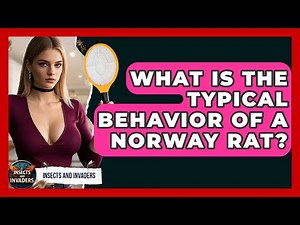 What Is The Typical Behavior Of A Norway Rat? - Insects and Invaders