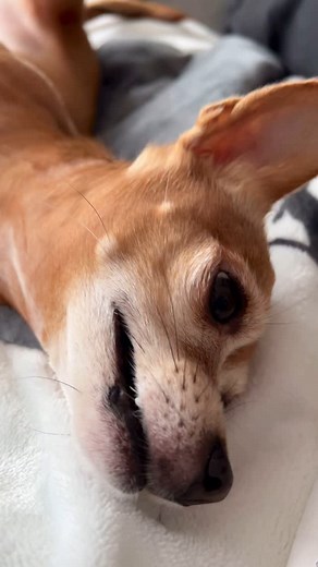 60K reactions · 239 shares | Always food motivated, can you relate?  Finally the weekend is here. Happy Friday!  Pippa . . . . . . #chihuahua #dogsofig #doglife #doggos #chihuahuasofinstagram #ilovemydog #dogreels #doglover #rescuedog #chihuahualife #funnydogreels #discoverunder100k #dogoftheday #dogsofinstagram #smalldogs #funnydogs #funnypets #doglove #cutedogreels | Pippa the rescue chi | Facebook