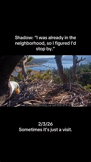 This morning, Shadow stopped by the nest on his own. He didn’t stay long. No rearranging anything or waiting for Jackie. He landed, stepped into the bowl, nudged a little fluff, stood on the rim to scan the territory, and then flew off. It’s easy to assume that every nest visit has to mean something...preparation, anticipation, expectation. But in reality, this is often just what eagles do. The nest isn’t only about eggs. It’s the center point of their territory, a familiar anchor, a place they 