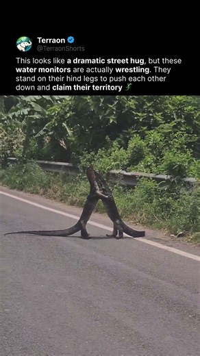 This Is How Monitor Lizards Fight 🦎