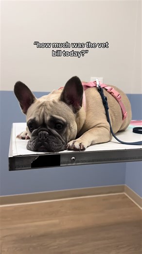 Understanding Pet Insurance: Covering Vet Bills Efficiently