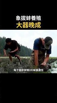 象拔蚌的秘密，養殖過程大開眼界 #科普