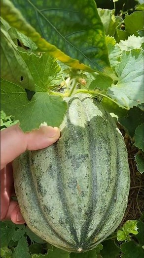 Old French Melon 😊😉👌