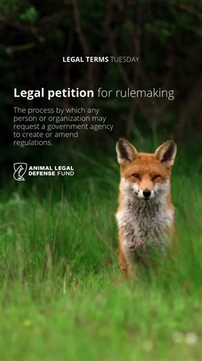Legal petitions for rulemaking can be a powerful tool in securing animal protection in the legal system. For example, at the Animal Legal Defense Fund, we've used them to spur reporting improvements in the USDA, to propose updates to strengthen the Animal Welfare Act, and to urge the enforcement of the Humane Methods of Livestock Slaughter Act. What other legal terms would you like us to explain? | Animal Legal Defense Fund