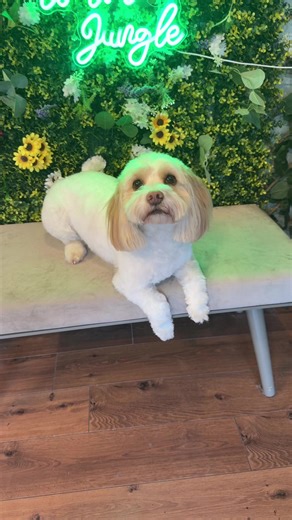 We are obsessed with this girly Molly 🫧✨✂️ Groomed by Jess ✂️🫧 #cavachon #cavachonpuppy #poodle #doggrooming #k9kutzgroomingsalon
