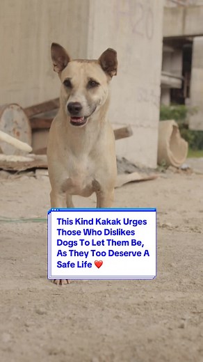 Give Dogs the Safety and Love They Deserve - Adopt and Be Kind