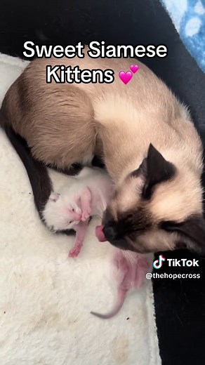 Hope Cross on TikTok