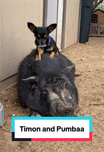 Happy National Chihuahua Appreciation Day!