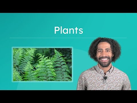 Plants - Characteristics and Classification of Plants
