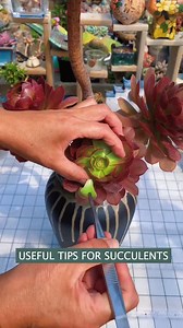 Helpful tips for succulents 🪴 | Succulents