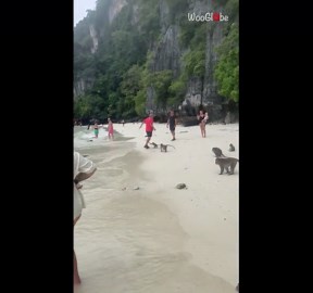 Tourist has a hilariously unpleasant encounter with grumpy monkeys in Thailand