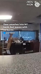 A deer smashed into a New York bank, trashing the inside and forcing officers to corral the animal back outside. | GoErie.com | Erie Times-News