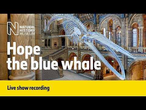 Hope the blue whale | Live talk with NHM scientist