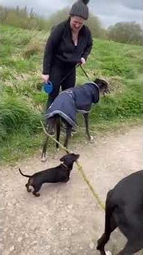 Dogs and wooden sticks are a perfect match#funnydog #dog #Foryou #funny #funnyvideos #dogsoftiktok