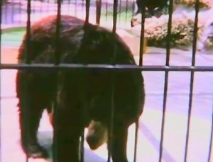 11K views · 470 reactions | FLASHBACK to the CRANDON PARK TRAIN and ZOO on Key Biscayne!!! Who Else LOVED Making Amazing Memories Here?!? 樂 #flashbacksouthflorida | Flashback South Florida - Memories and Memorabilia | Facebook