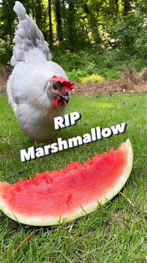 Saying goodbye to our beloved Marshmallow 🐔 As our puffiest, most endearing chicken, she was a joy in our lives and a favorite among followers. Despite breed-related health issues, she relished her final days, savoring watermelon slices and hammock swings. Your light continues to brighten our coop, sweet Marshmallow. Fly high ❤️🕊️ #backyardchickens #backyardfarm #chickenlife #restinpeace | Gray Cedar Home