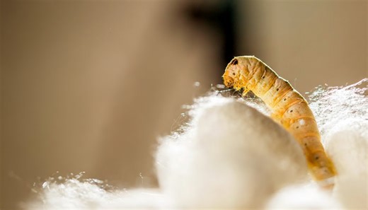 Nature’s most silent weapon: how silk controls life and death