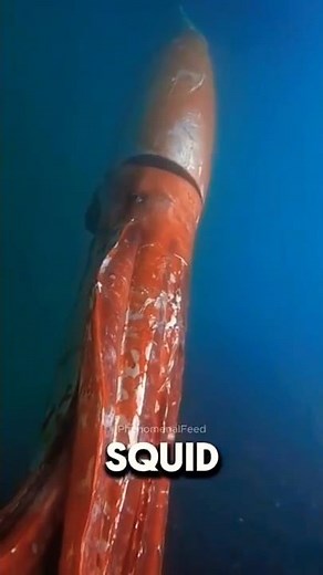 4 Giant Creatures Found in the Deep Sea 🌊 | Monsters You Won’t Believe Exist! 😱