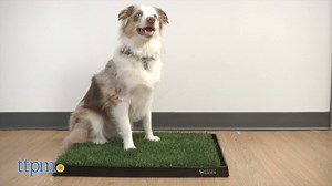 Pet parents now can subscribe and receive a monthly delivery of environmentally friendly patches of real dog potty grass with the Real Grass Dog Potty Pad from DoggieLawn. This potty solution with its real grass is designed to absorb urine and break down odors unlike fake grass or pee pads. Find more info here> https://bit.ly/2sx6w65 | TTPM Pets