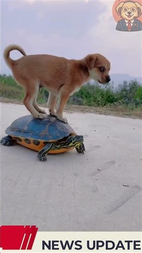Cutest Dog and Turtle Moments Ever 😍