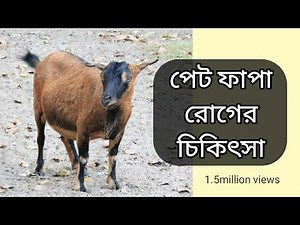 GOAT BLOAT TREATMENT | ছাগলের পেট ফাপা রোগের চিকিৎসা | #westbengalgoatfarm