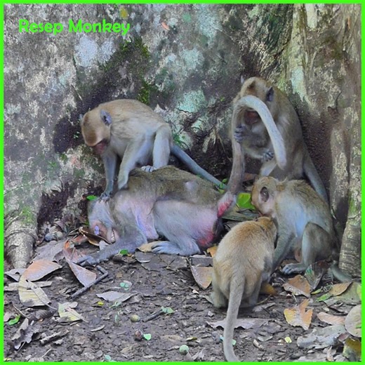 25K views · 388 reactions | The Sad Reality… Hungry Monkeys With Empty Stomachs | RESEP Monkey | Facebook