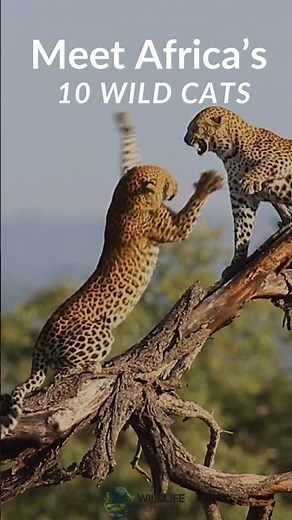 10 Wild Cats of Africa You NEED to Know...