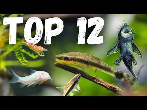 Top 12 BEST Cleanup Crew For Freshwater Aquariums (RANKED!)