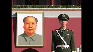 Moth Egg Parasite (Trichogramma Wasp) | Planet Natural