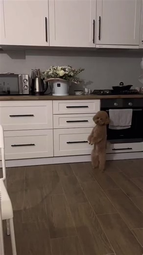 cavapooworld on Instagram: "Is this a talent? ➖ DM us to get FEATURED! ☺️ Follow us @CavapooWorld and use tag #CavapooWorld ➖ We feature cavapoos and all types of doodles and poodles! 🤗 ➖ #cavapoo #cavapoosofinstagram #cavapoopuppy #cavapoogram #cavapoochon #cavapoos #cavapoolove #cavapooworld #cavapoochonsofinstagram #cavapoouk #cavapoochons #cavapooofinsta #cavapoosofinstgram #cavapooboy #cavapoosofinsta #cavapoosofig #cavapoochonpuppy #cavapoolife #cavapoopuppies #cavapoopupoies #cavapooofin