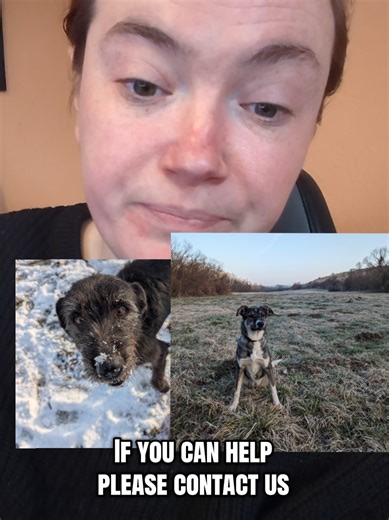 Help Us Find Our Missing Dogs After Fox Attack