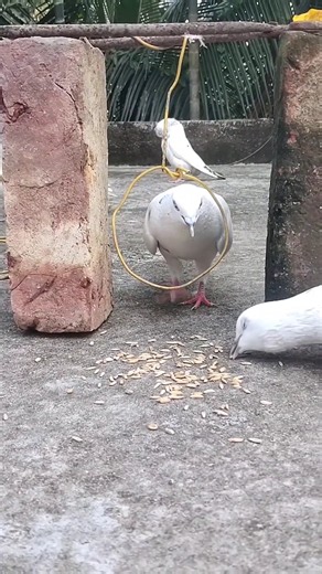 homemade pigeon trap #pigeon #kabutar #birds #ytshorts