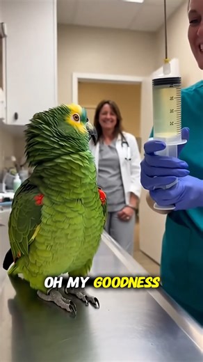 24K views · 380 reactions | Parrot had a full clinical meltdown when...