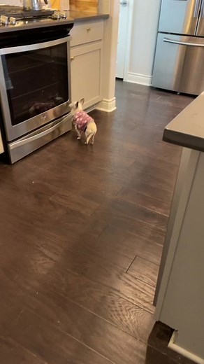 #dementia #dog #dogdementia #senior #seniordog #seniordogsoftiktok