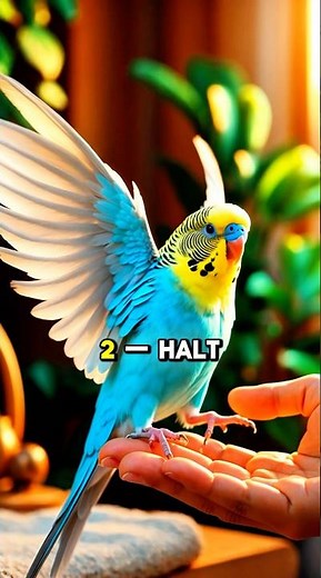 3 einfache Schritte, um deinem Wellensittich das Sprechen beizubringen! 🐦💬 #Wellensittich #Welli