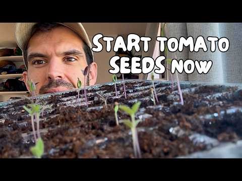 How to Start Tomato Seeds Indoors (Step-by-Step Beginner Guide)