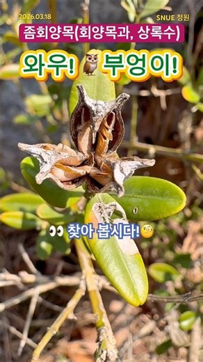 [SNUE-P794]🌳화단에서 본 회양목! 진짜일까? #주변생물 #생물관찰 #생물다양성 #영상도감 #회양목 #나무 #화단 #조경수 #서울교대 #부엉이 #정원수 #정원 #탐구