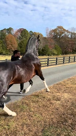 Show Hubert in hand in 2024? #DutchHarnessHorse #HarnessHorse #Stud #Stallion #BreedingStallion #Equine #Equestrian #Showhorse #HorseShow #BreedingStallion #KWPN #NationalChampion #Champion #ApprovedStallion #Saddleseat | The Pearman Ranch