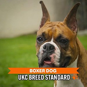 140K views · 5K reactions | Boxer Dogs: Who Are They? | Dogumentary TV | Facebook