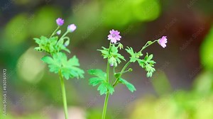 Geranium molle, Dove's-foot Crane's-bill or Dovesfoot Geranium, is annual herbaceous plant of family Geraniaceae.