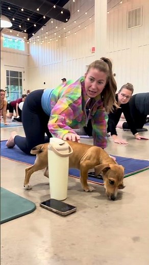 Puppy Yoga at Furkids